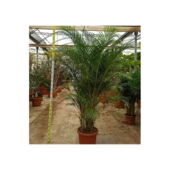 JARDINTROPIC - Dypsis lutescens (palmier multipliant) pot de 80l - 250/275 cm