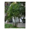 JARDINTROPIC - Dypsis lutescens (multipliant palmier) spécimen pot de 45l - 200/225cm