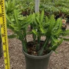 JARDINTROPIC - Euphorbia lactea pot de 7 litres ? 80/100 cm