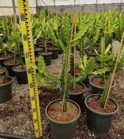 JARDINTROPIC - Euphorbia lactea pot de 7 litres ? 80/100 cm