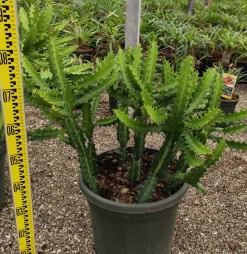 JARDINTROPIC - Euphorbia lactea pot de 80l - 150/175cm