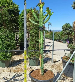 JARDINTROPIC - Euphorbia lactea pot de 25l - 80/100cm
