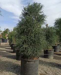JARDINTROPIC - Euphorbia tirucalli (cactus crayon) pot de 250l 200/250cm