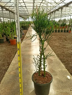 JARDINTROPIC - Euphorbia tirucalli (cactus crayon) pot de 250l 200/250cm