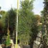 JARDINTROPIC - Euphorbia tirucalli (cactus crayon) pot de 7 litres ? 100/120 cm