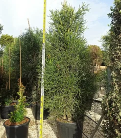 JARDINTROPIC - Euphorbia tirucalli (cactus crayon) pot de 7 litres ? 100/120 cm