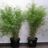 JARDINTROPIC - Fargesia angustissima (bambou non traçant) pot 15 litres - 150/200cm - 8/12 cannes