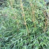 JARDINTROPIC - Fargesia denudata 'xian 2' (bambou non traçant) pot 30 litres - 110/150cm - 10/15 cannes