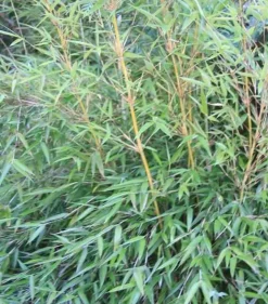 JARDINTROPIC - Fargesia denudata 'xian 2' (bambou non traçant) pot 30 litres - 110/150cm - 10/15 cannes