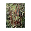 JARDINTROPIC - Fargesia "jiuzhaigou 1" (bambou non traçant) pot de 10 litres ? 120/140 cm