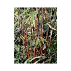 JARDINTROPIC - Fargesia "jiuzhaigou 1" (bambou non traçant) pot de 10 litres ? 120/140 cm
