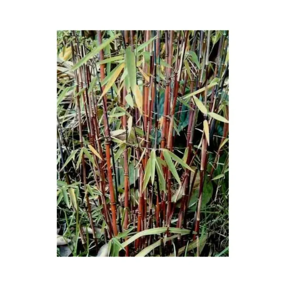 JARDINTROPIC - Fargesia "jiuzhaigou 1" (bambou non traçant) pot 30 litres - 175/200cm - 15/25 cannes