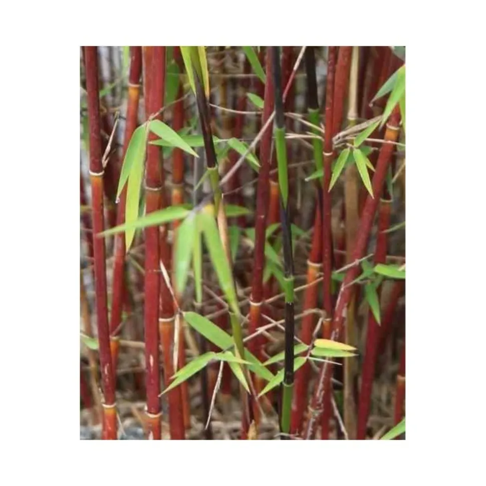 JARDINTROPIC - Fargesia "jiuzhaigou 1" (bambou non traçant) pot 30 litres - 175/200cm - 15/25 cannes