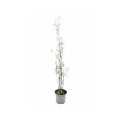 JARDINTROPIC - Fargesia "jiuzhaigou 1" (bambou non traçant) pot 30 litres - 150/175cm - 15/25 cannes