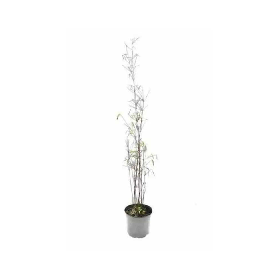 JARDINTROPIC - Fargesia "jiuzhaigou 1" (bambou non traçant) pot 15 litres - 130/150cm - 8/12 cannes