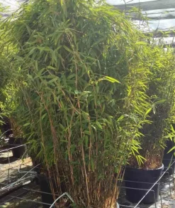 JARDINTROPIC - Fargesia nitida "volcan" (nitida gansu x nitida) (bambou non traçant) pot 2 litres - 40/50cm - 4/7 cannes