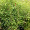 JARDINTROPIC - Fargesia nitida "winterjoy" (nitida x murielae) (bambou non traçant) pot 10 litres - 60/100cm - 6/9 cannes