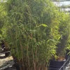 JARDINTROPIC - Fargesia nitida "volcan" (nitida gansu x nitida) (bambou non traçant) pot 15 litres - 80/100cm - 8/12 cannes