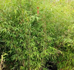 JARDINTROPIC - Fargesia nitida "winterjoy" (nitida x murielae) (bambou non traçant) pot 45 litres - 150/175cm - 14/24 cannes