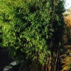JARDINTROPIC - Fargesia obélisque (murielae x nitida) (bambou non traçant) pot 10 litres - 100/150cm - 6/10 cannes