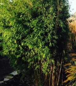 JARDINTROPIC - Fargesia obélisque (murielae x nitida) (bambou non traçant) pot 30 litres - 175/200cm - 12/18 cannes