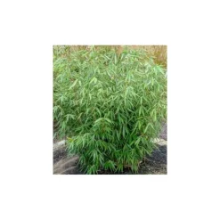 JARDINTROPIC - Fargesia robusta "campbell" (bambou non traçant) pot 10 litres - 100/150cm - 5/7 cannes