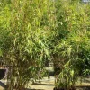 JARDINTROPIC - Fargesia robusta ?pingwu? (bambou non traçant) pot 30 litres - 125/150cm