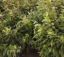 JARDINTROPIC - Fargesia robusta ?pingwu? (bambou non traçant) pot 30 litres - 125/150cm
