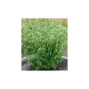 JARDINTROPIC - Fargesia robusta "campbell" (bambou non traçant) pot 2 litres - 30/50cm - 3/6 cannes