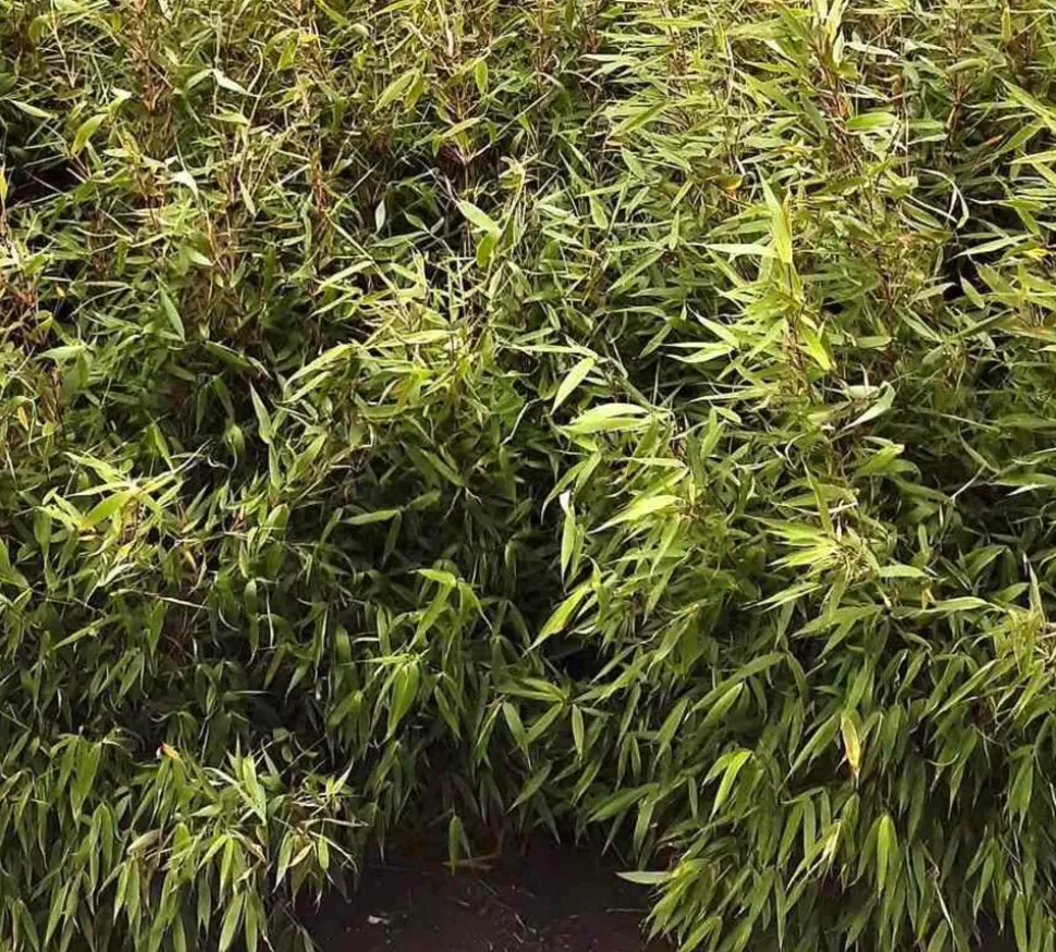 JARDINTROPIC - Fargesia robusta ?pingwu? (bambou non traçant) pot 10 litres - 100/120cm - 8/12 cannes