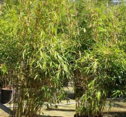 JARDINTROPIC - Fargesia robusta ?pingwu? (bambou non traçant) pot 2 litres - 30/50cm - 3/6 cannes