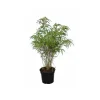 JARDINTROPIC - Fargesia "rufa" (bambou non traçant) pot 15 litres - 100/125cm - 20/30 cannes
