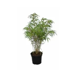 JARDINTROPIC - Fargesia "rufa" (bambou non traçant) pot 15 litres - 100/125cm - 20/30 cannes