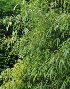 JARDINTROPIC - Fargesia "rufa" (bambou non traçant) pot 15 litres - 80/100cm - 15/20 cannes