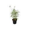JARDINTROPIC - Fargesia scabrida "asian wonder" (bambou non traçant) pot de 5 litres ? 60/80 cm