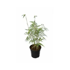 JARDINTROPIC - Fargesia scabrida "asian wonder" (bambou non traçant) pot de 5 litres ? 60/80 cm
