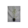 JARDINTROPIC - Fargesia winter joy pot de 10 litres ? 120/140 cm