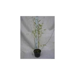 JARDINTROPIC - Fargesia winter joy pot de 5 litres ? 80/100 cm