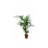 JARDINTROPIC - Howea forsteriana (kentia) pot de 80l - 250/275 cm