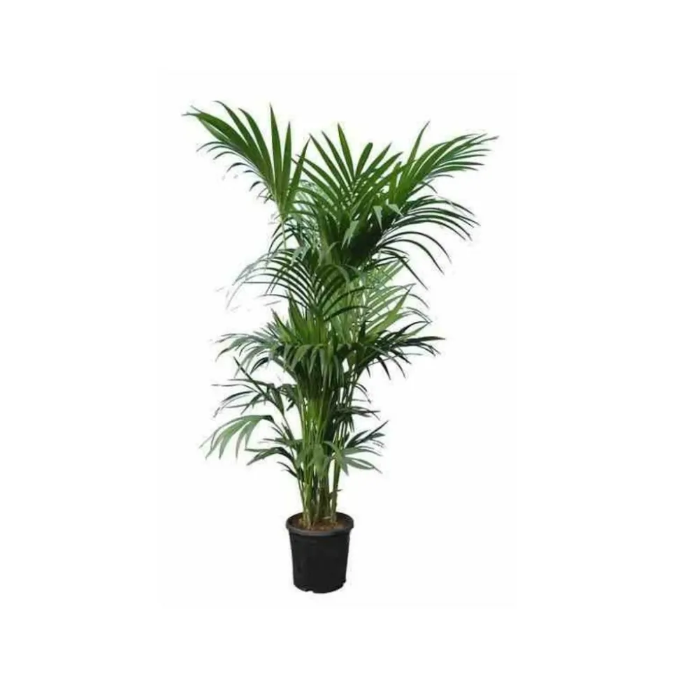 JARDINTROPIC - Howea forsteriana (kentia) pot de 80l - 250/275 cm
