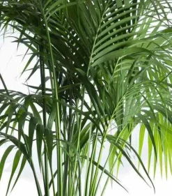 JARDINTROPIC - Howea forsteriana (kentia) spécimen pot de 25l - 200-225cm