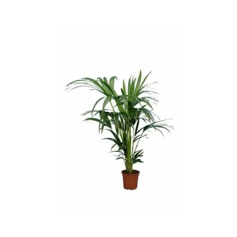 JARDINTROPIC - Howea forsteriana (kentia) pot de 15 litres ? 160/180 cm