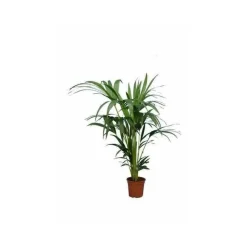 JARDINTROPIC - Howea forsteriana (kentia) spécimen pot de 30 litres -200/250 cm