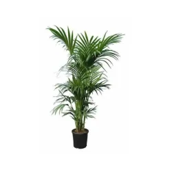 JARDINTROPIC - Howea forsteriana (kentia) spécimen pot de 45l - 250/300cm