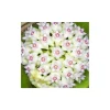 JARDINTROPIC - Hoya acuta (fleur de porcelaine, fleur de cire) taille pot de 2 litres - 20/40 cm - blanc et rose