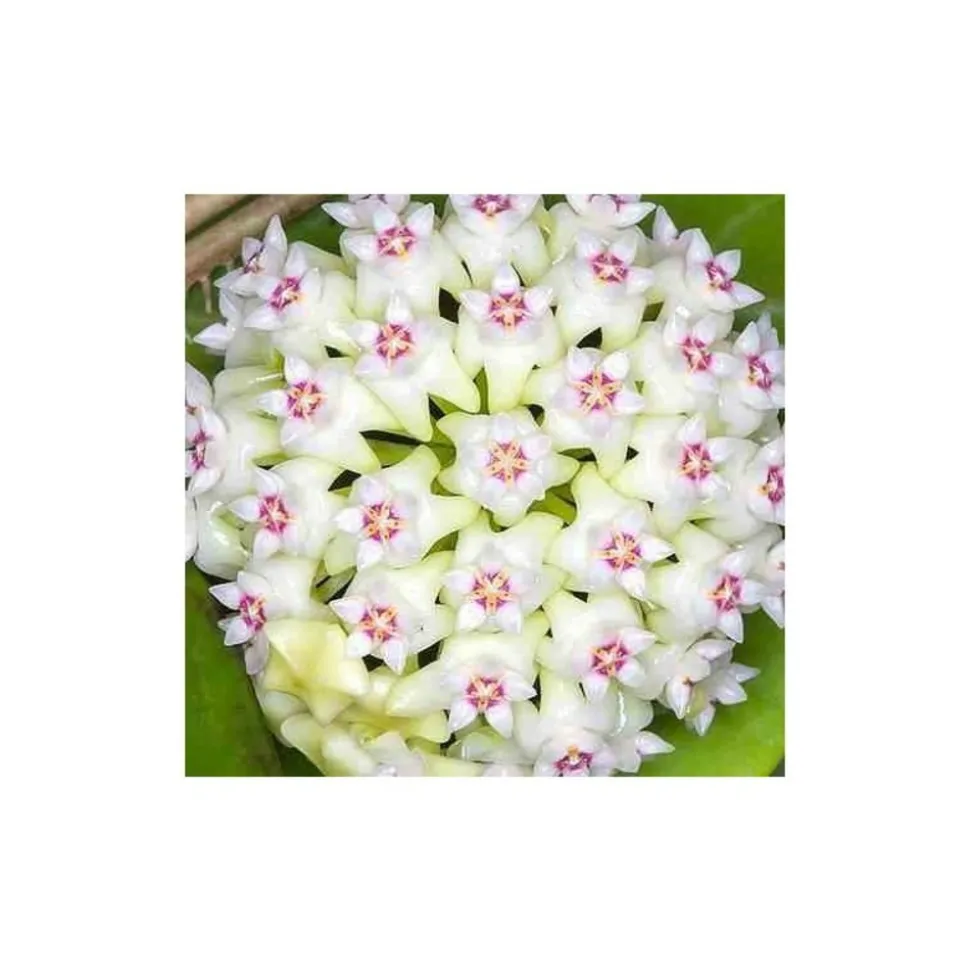 JARDINTROPIC - Hoya acuta (fleur de porcelaine, fleur de cire) taille pot de 2 litres - 20/40 cm - blanc et rose