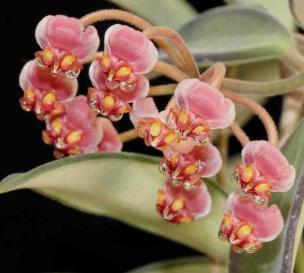 JARDINTROPIC - Hoya anncajanoae (fleur de porcelaine, fleur de cire) rouge - taille pot de 2 litres - 20/40 cm