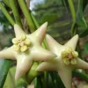 JARDINTROPIC - Hoya coronaria (énorme fleur blanche) (fleur de porcelaine, fleur de cire) - taille pot de 2 litres - 20/40 cm