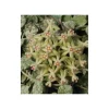 JARDINTROPIC - Hoya curtisii (fleur de porcelaine, fleur de cire) taille pot de 2 litres - 20/40 cm - blanc et mauve