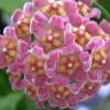 JARDINTROPIC - Hoya davidcummingii (fleur de porcelaine, fleur de cire) rose - taille pot de 2 litres - 20/40 cm